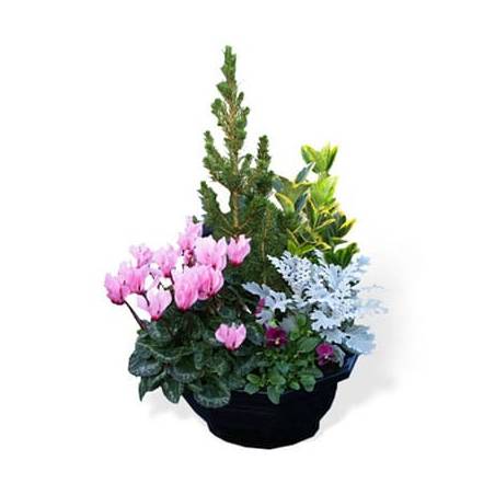 Fleurs fraîches