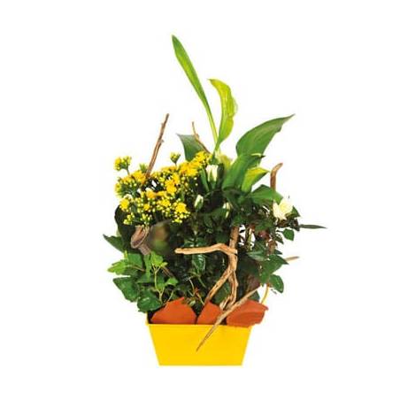 Fleurs fraîches